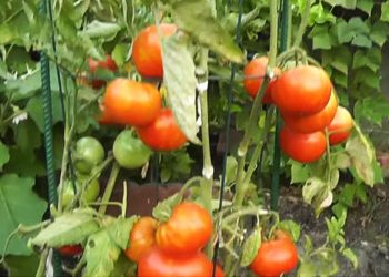 Ein Gewächshaus für Tomaten selber bauen – Teil 2